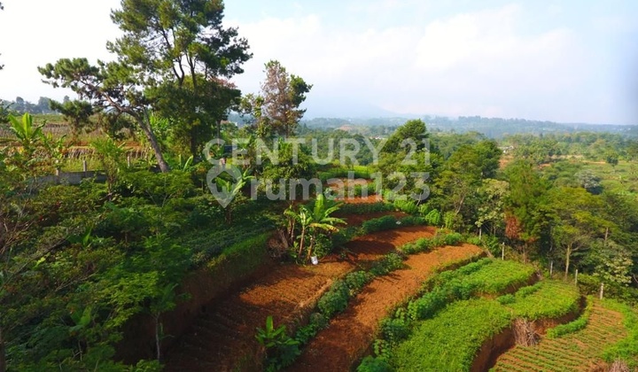 TANAH DI MEGAMENDUNG PUNCAK COCOK UNTUK VILLA ATAU PERKEBUNAN TANAH DI MEGAMENDUNG PUNCAK COCOK UNTUK VILLA ATAU PERKEBUNAN