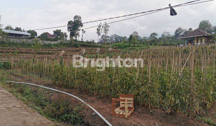 TANAH ADA TANAMAN JERUK LOKASI DEKAT UIN KOTA BATU COCOK UTK USAHA