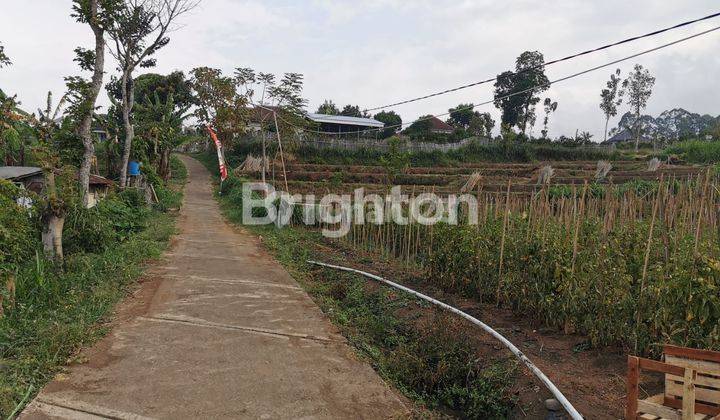 TANAH ADA TANAMAN JERUK LOKASI DEKAT UIN KOTA BATU COCOK UTK USAHA 2