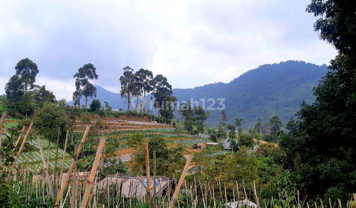 PUNCAK CIBODAS FULL CITY, FOREST, MOUNTAIN VIEWS 1