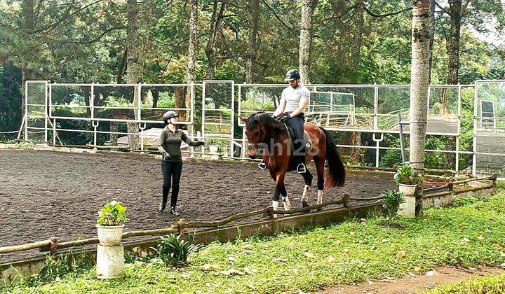 Equestrian Horse Stud Ranch Jalan Maribaya, Cibodas, Lembang 1