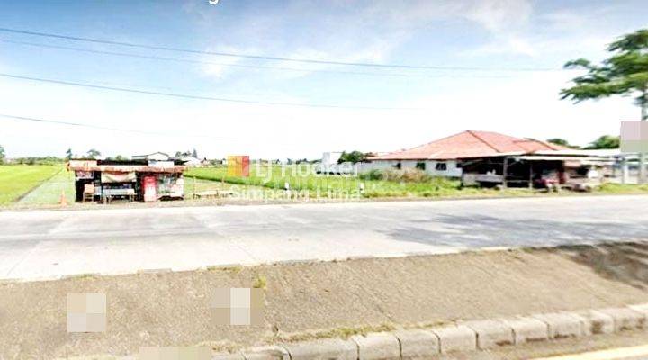 Disewakan Tanah Lokasi Strategis di Pantura Kaliwungu Kendal (12.303-AUD)  1