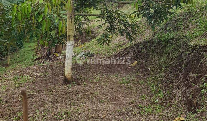 Kebun Siap Panen Di Pandeglang 2