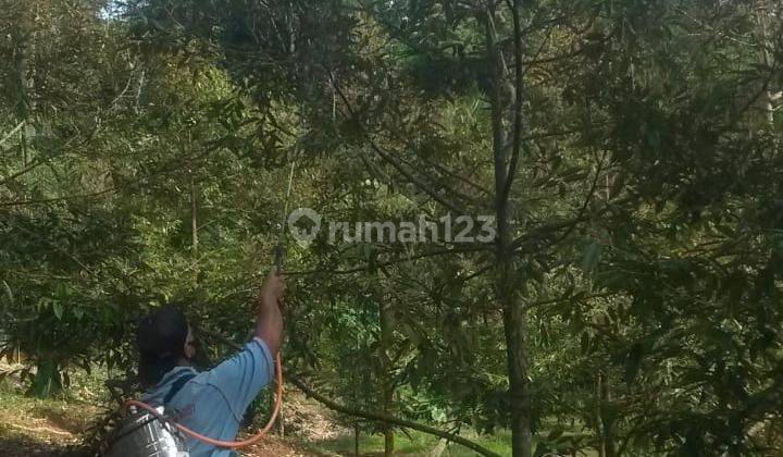 Kebun Siap Panen Di Pandeglang 1