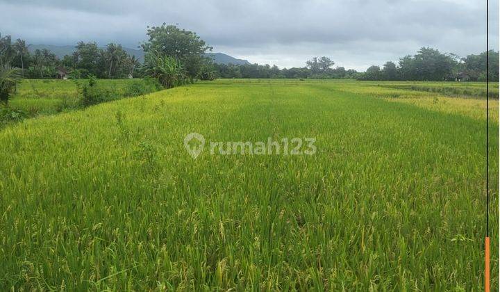 Dijual Tanah Tanah Sawah Murah di Selatan Jogja 1