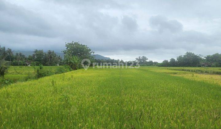 Dijual Tanah Tanah Sawah Murah di Selatan Jogja 2