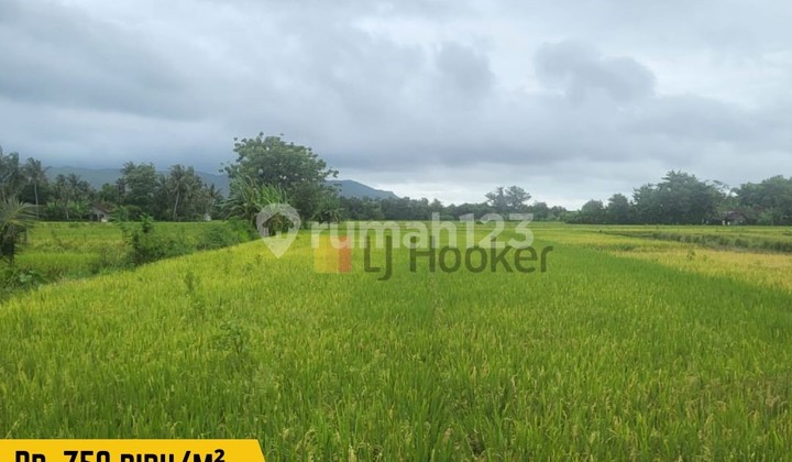 DIJUAL : TANAH Sawah murah di selatan Jogja