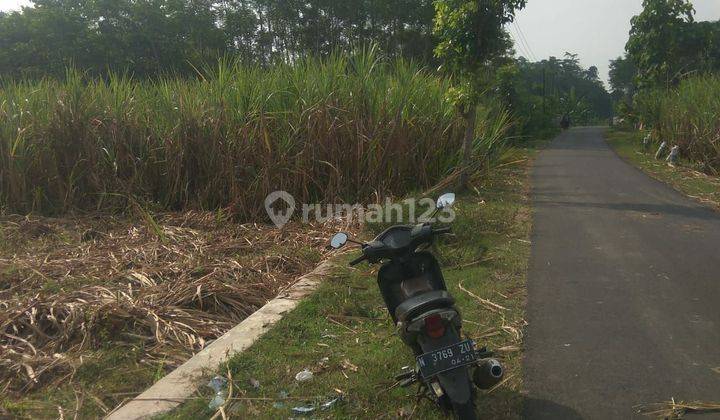 Tanah Pertanian Tebu Nol Jalan Desa Denok Lumajang 1