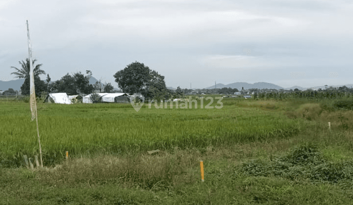 Hunian Minimalis Free Desain Daerah Bebas Banjir 5