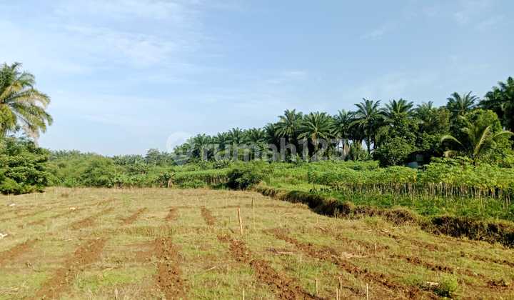 Land for Sale in Cimulang Village, Ranca Bungur, Bogor.