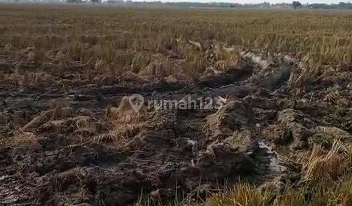 Tanah di Pebayuran, Bekasi SHM Luas 5.360 m² 2