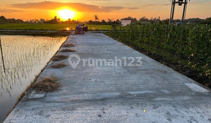 For Sale Rice Field View Land in a Developing Area, Kedungu Beach Road For Sale Rice Field View Land in a Developing Area, Kedungu Beach Road