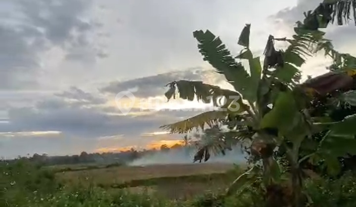 Tanah Shm Bekas Sawah Padat di Legok Tanah Shm Bekas Sawah Padat di Legok