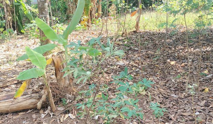 Tanah Cocok buat kos kosan Gondang Barat Undip Tembalang Semarang  2