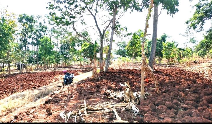 Tanah Mulawarman Tembalang Undip Semarang