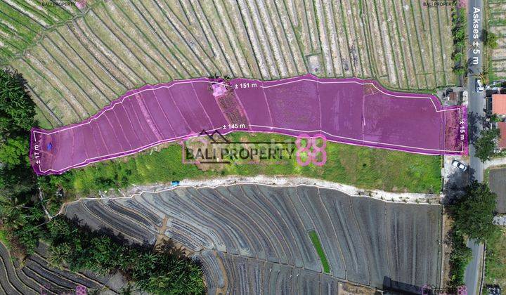 Selling Land Munggu Mengwi Floor 2750 M2 2