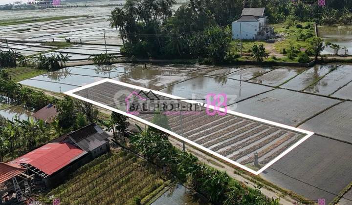 DIJUAL Tanah Luas di Tibubiyu Pasut Tabanan – Ideal untuk Kapling atau Villa, Harga Menarik! 2