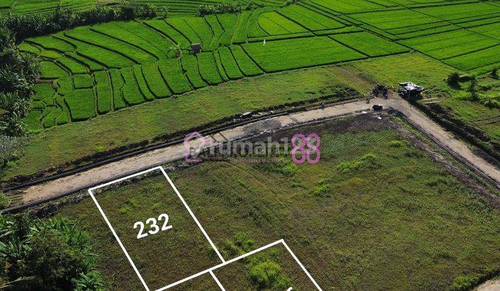 Jual Tanah Kedungu Tabanan Lt 236 M2 1