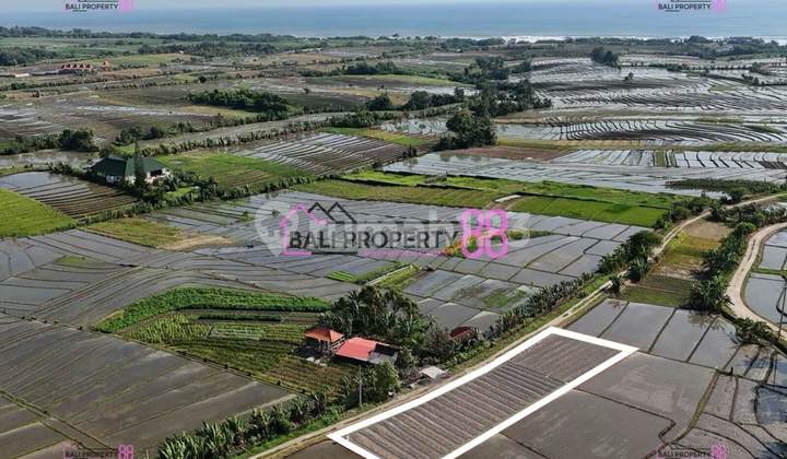 DIJUAL Tanah Luas di Tibubiyu Pasut Tabanan – Ideal untuk Kapling atau Villa, Harga Menarik! 1