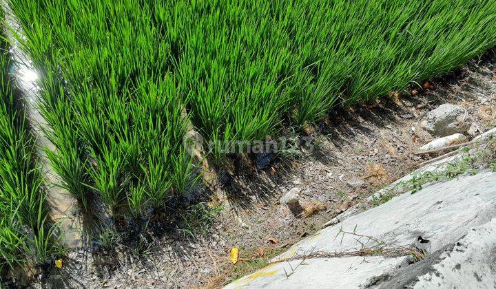 Tanah Kosong Pinggir Jalan Batang Kuis Lubuk Pakam. Desa Tumpatan Nibung, Deli Serdang 2