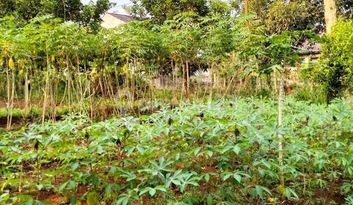 Dijual Cepat! Lahan 1000m² Cocok Cluster Mini Di Sawangan Depok Dijual Cepat! Lahan 1000m² Cocok Cluster Mini Di Sawangan Depok