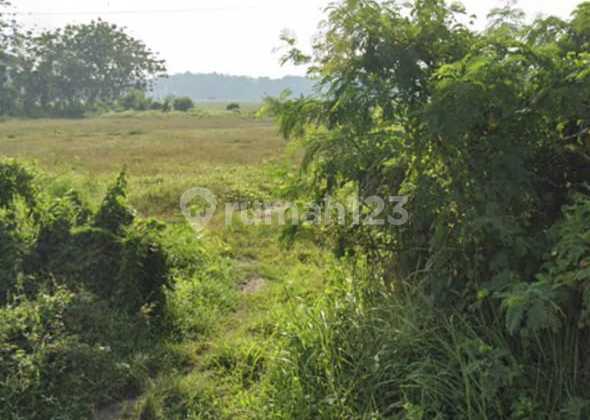 Quick Sale Land Ready to Build Suitable for Housing, Agro-Tourism, and Others. Quick Sale Land Ready to Build Suitable for Housing, Agro-Tourism, and Others.