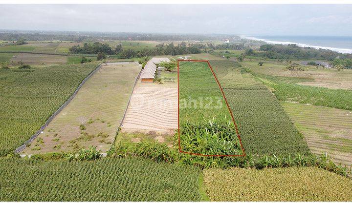 Ricefield Land With Ocean View  2