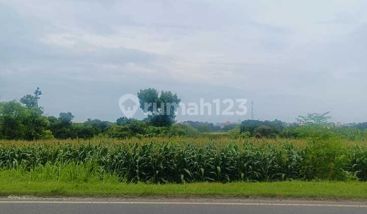 Tanah Murah Strategis Raya Daendeles Paciran Lamongan Cocok Utk Ruko Gudang Pabrik