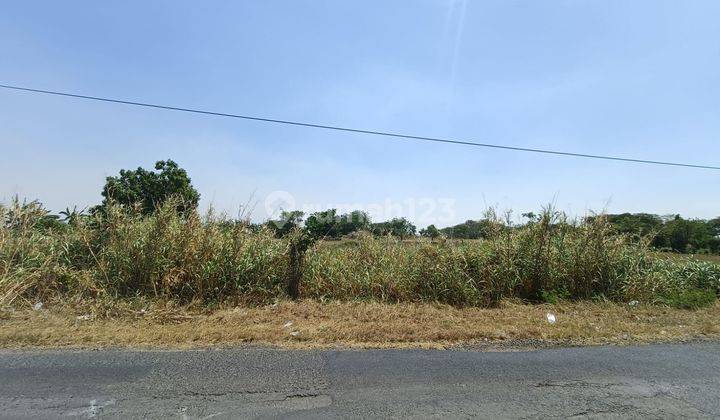 Tanah Murah Bebas Banjir Di Jl Raya Benjeng Zona Industri Sudah Urug Tinggi Siap Bangun Cocok Untuk Pabrik Gudang  1