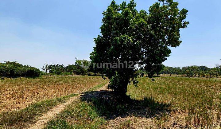 Tanah Murah Bebas Banjir Cocok Utk Gudang Di Njl Raya Benjeng  2