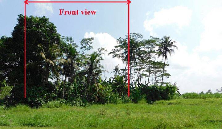 Tanah Murah Zona Kuning Cocok Utk Villa Dg View Sawah Di Area Canggu Bali  1