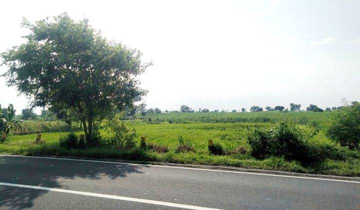 Tanah Murah Jln Raya Mantup Lamongan Bentuk Kotak Cocok Utk Pabrik Atau Gudang 1