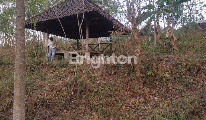 Tanah Kebun Bunga Kenongo, Talas Bening dan Durian 1