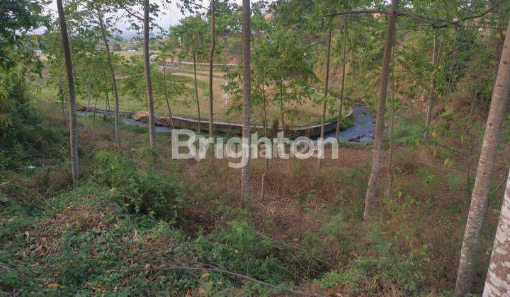 Tanah Kebun Bunga Kenongo, Talas Bening dan Durian 2