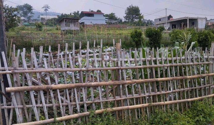 Tanah Murah Padat Di Cisaroni Lembang 1