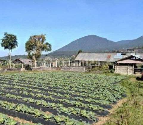 Tanah SHM di Bedugul Bali View Bagus Fasilitas Lengkap 2