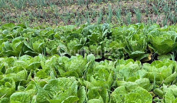 400m² Land with SHM Near Bedugul Botanical Garden, Good View, Cool Atmosphere 400m² Land with SHM Near Bedugul Botanical Garden, Good View, Cool Atmosphere