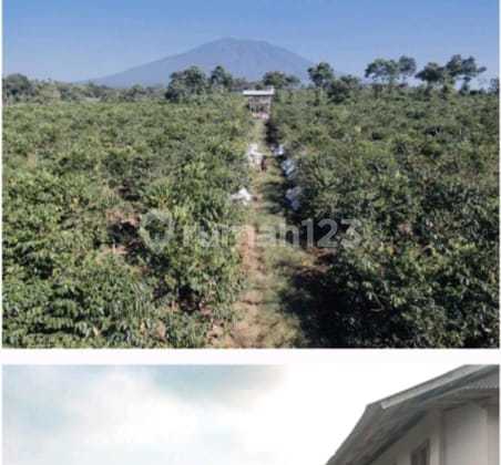 Kebun Kopi Arabica Kampung Cugenang Cianjur Kebun Kopi Arabica Kampung Cugenang Cianjur