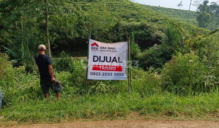 Kebun Kopi Arabica Aktif Kampung Campaka Cibeber Cianjur  1