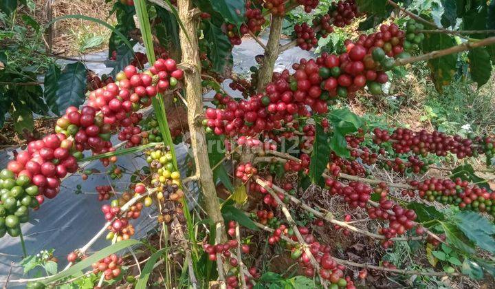 Kebun Kopi Arabica Aktif Kampung Campaka Cibeber Cianjur  2