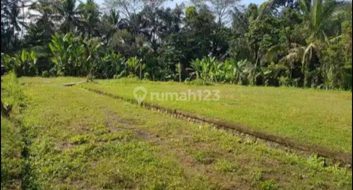 Tanah di Jempeng Abiansemal Cocok Untuk Bangun Rumah Atau Villa 1