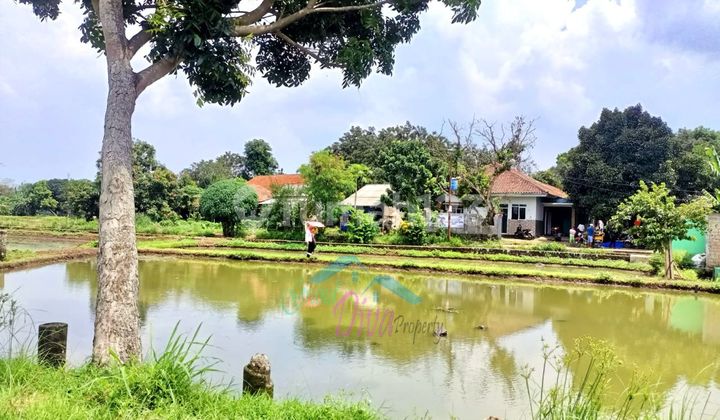 Cheap Sale of Land by the Roadside in Kp. Babakan Sabrang Ciseeng.