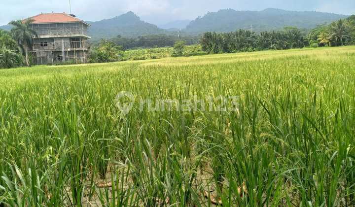 Carita Beach, Banten... Land for Sale, Roadside, Facing the Beach, SHM Certificate, Suitable for Hotel, Resort, Cottage, Recreation Spot, Villa, Restaurant, etc. Carita Beach, Banten... Land for Sale, Roadside, Facing the Beach, SHM Certificate, Suitable for Hotel, Resort, Cottage, Recreation Spot, Villa, Restaurant, etc.