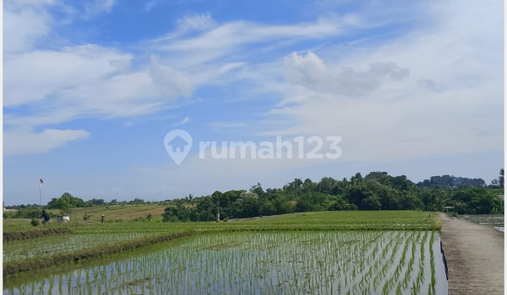 For Quick Sale Land in Kelating – Tabanan, Bali