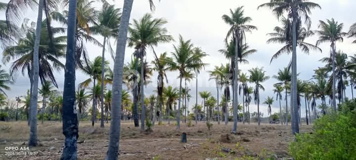 Pantai Laipori Sumba Timur