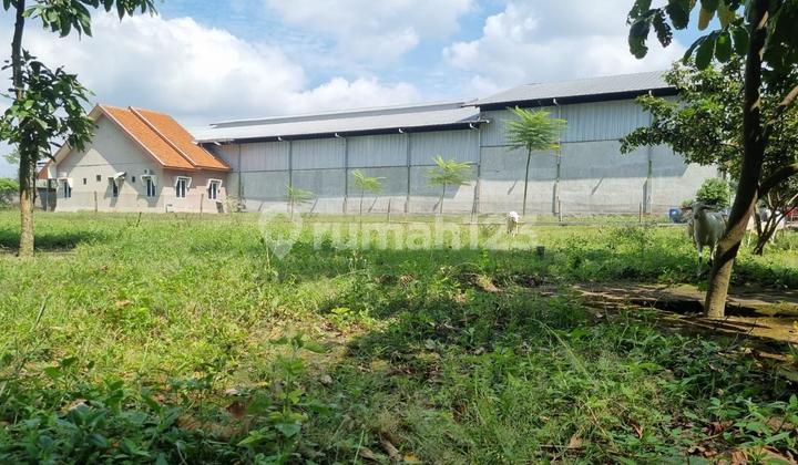 Dijual - Rumah & Gudang Luas, Potensi Usaha Lokasi Tanjung, Kec Pagu, Kediri Jawa Timur