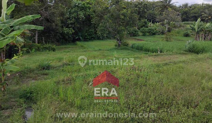 Tanah Sawah SHM Dekat Stasiun Sentolo Kulon Progo 2