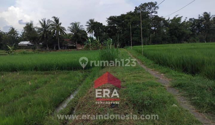 Tanah Sawah SHM Dekat Stasiun Sentolo Kulon Progo