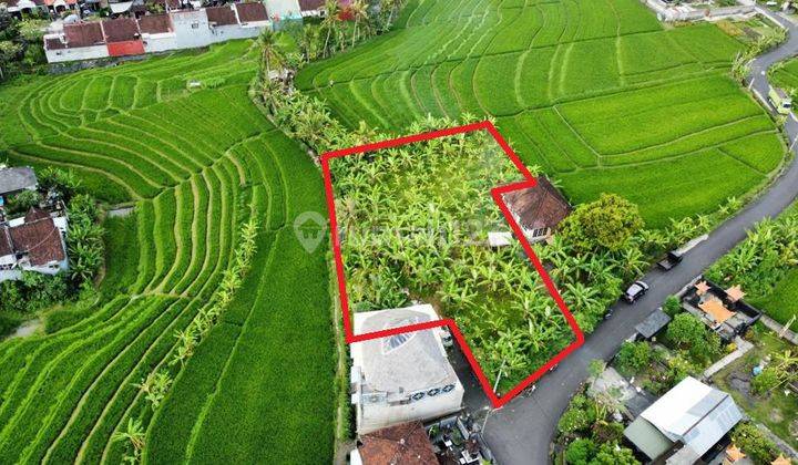 1100m2 land with Abadi Rice Field View, only 15 minutes to Pererenan Beach in Tumbak Bayuh Pererenan, Canggu  2