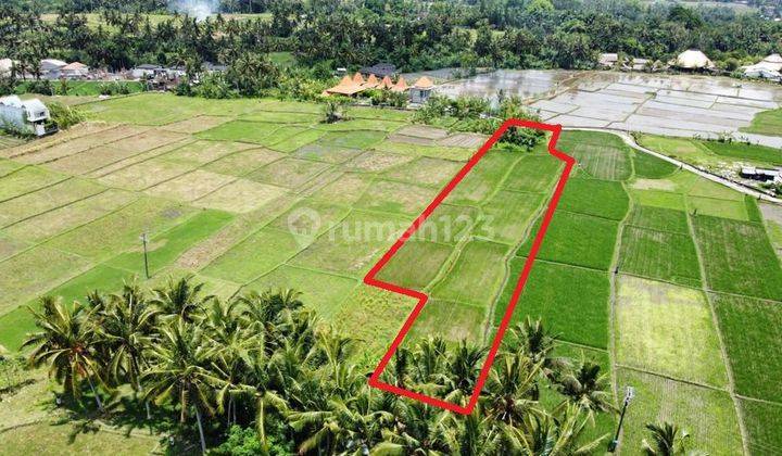 Land 2,795m2 only 650 meters to Bebek Tepi Sawah and 10 minutes to Ubud Palace with a calm and comfortable strategic location in Teges Peliatan, Ubud 1